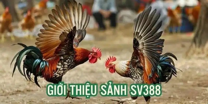 SV388 và hình ảnh gà trong chủ đề kênh trực tiếp